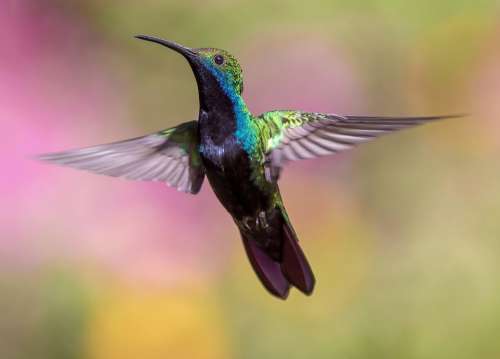 Animal Hummingbird Avian Bird Feathers Flight Fly