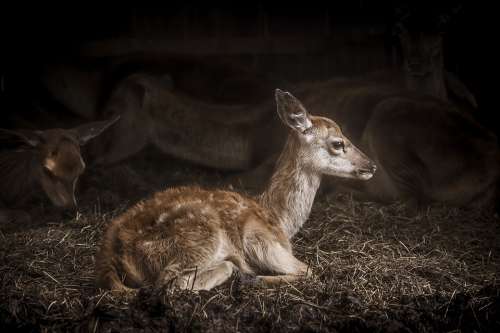 Animal Antler Baby Buck Deer Farm Fur Hay