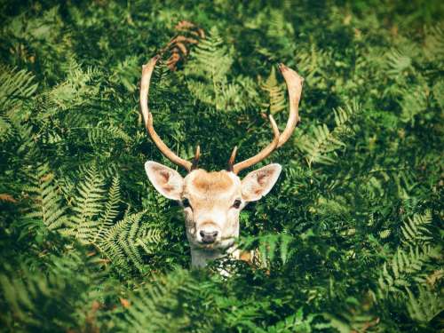 Animal Antlers Buck Deer Leaves Outdoors Plants