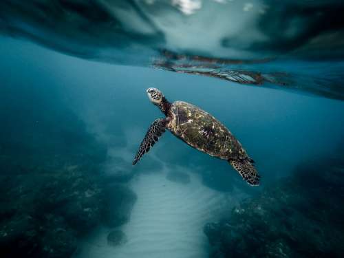 Animal Turtle Aquatic Diving Marine Life Ocean