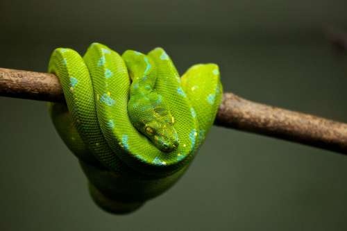 Animal Python Snake Reptile Wildlife Green