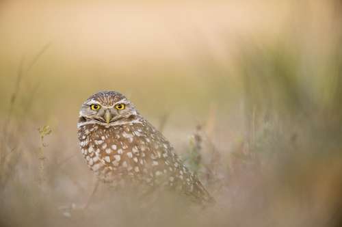 Animal Owl Avian Bird Feathers Grass Plumage