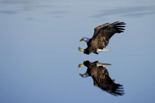 Animal Eagle Avian Beak Bird Flight Fly Outdoors