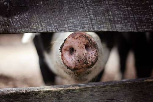 Animal Farm Farm Animal Farmer Fence Hog Mud Pig