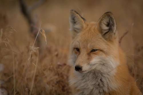 Animal Fox Canine Carnivore Close-Up Fur Grass