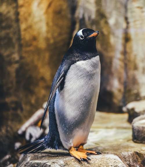 Animal Penguin Avian Bird Wildlife