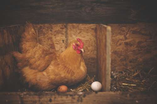Animal Barn Bird Chicken Eggs Farm Hen Livestock