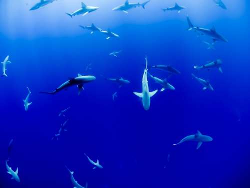 Animal Sharks Aquarium Fish Ocean Sea Swimming