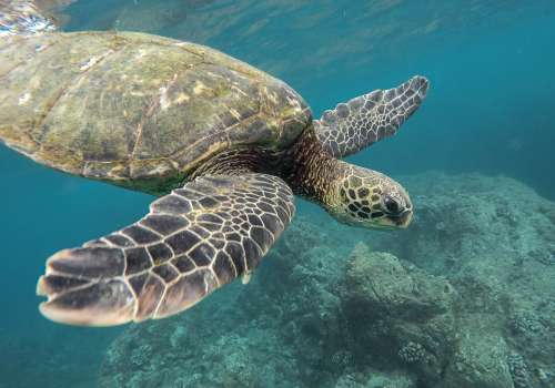 Animal Turtle Coral Reef Ocean Sea Swimming