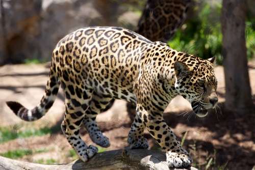 Animal Leopard Big Cat Carnivore Cat Danger