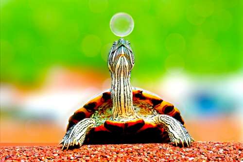Animal Turtle Bubble Cute Macro Reptile