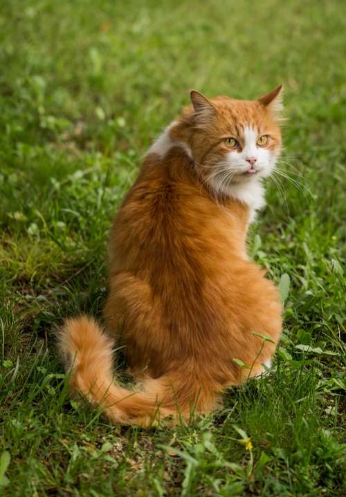 Animal Cat Nature Portrait Feline Ginger Cat