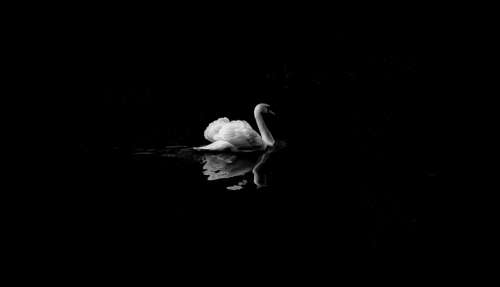 Animal Swan Bird Lake Reflection Water