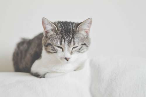 Animal Cat Domestic Eye Sleepy Grey Kitten