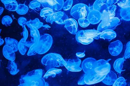 Animal Jellyfish Blue Creature Dark Deep Fish