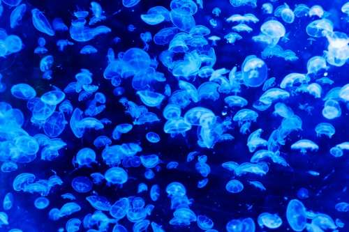 Animal Jellyfish Blue Pattern Danger Dark Deep