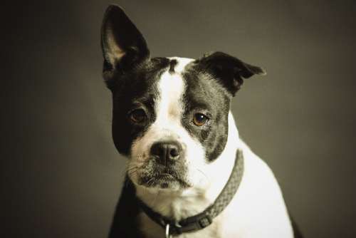 Animal Breed Canine Dog Look Mammal Pet Portrait