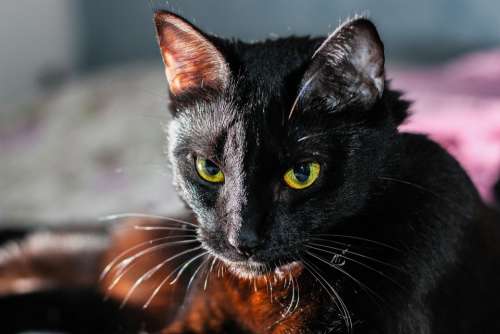 Animal Black Cat Cat Pet Feline