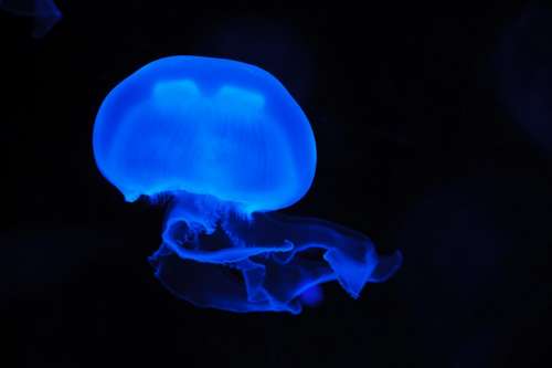 Animal Jellyfish Blue Creature Danger Dark Deep