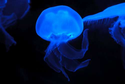 Animal Jellyfish Blue Creature Danger Dark Deep