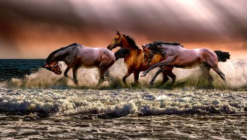 Animal Horses Fauna Nature Cavalry Sea Galopping