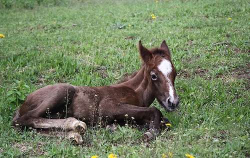 Animal Equine Foal Domestic Animal Horse Brown