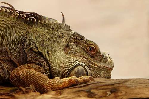 Animal Reptile Lizard Iguana Nature Animal World