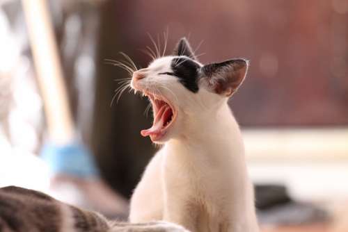 Animal Cat Kitten Yawning Feline Tired
