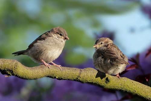 Animal Bird Sparrow Sperling Passer Domesticus