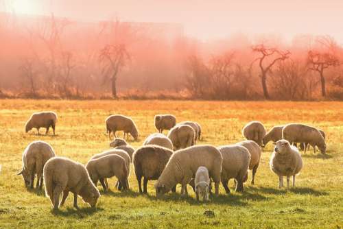 Animal Sheep Flock Of Sheep Meadow Graze Nature
