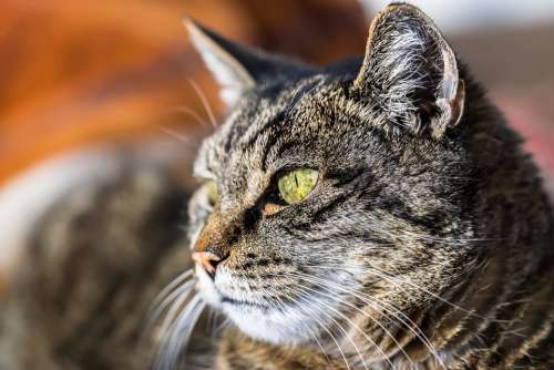 Animal Cat Pet Fur Close Up Cat'S Eyes