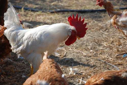 Animal Farm Cocks Comb Chicken