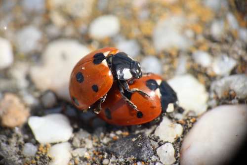 Animal Close Up Pairing Ladybug Romantic Luck