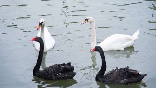 Animal Swan Goose Zoo