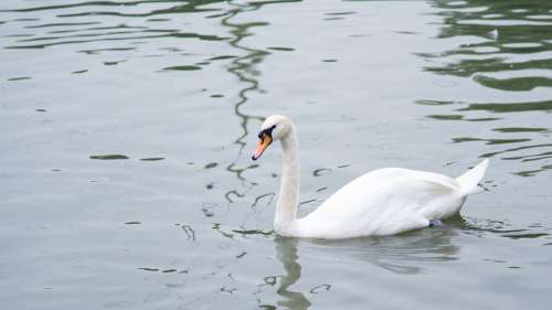 Animal Swan Goose Zoo