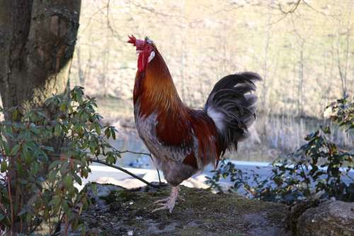 Animal Nature Chicken Hahn