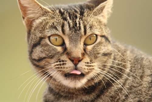 Animal Cat Close Up Tongue Portrait Head