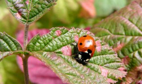 Animal Animals Insect Ladybug