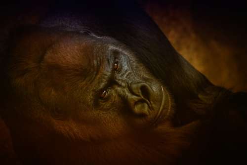 Animal Gorilla Monkey Furry Zoo Ape Silverback