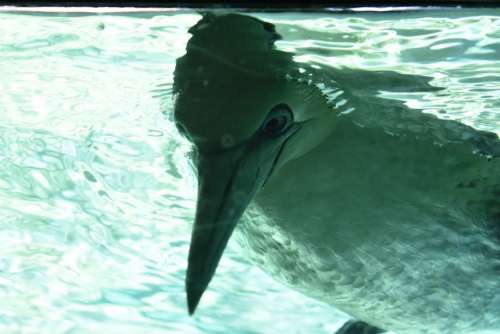 Animal Water Zoo Bird