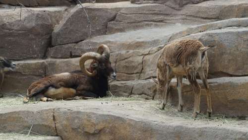 Animal Zoo Nature Wild Mammals Mammalia