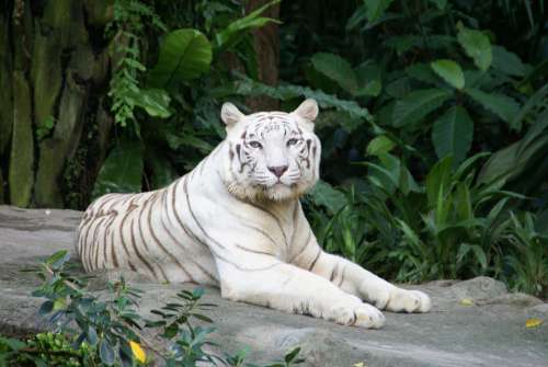 Animal Tiger White Tiger Animal World Predator