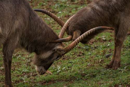 Animal Nature Horns Mount Mountain Antler Fight