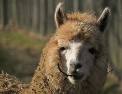 Animal Alpaca Fur Furry Head Nature Hair Fluffy