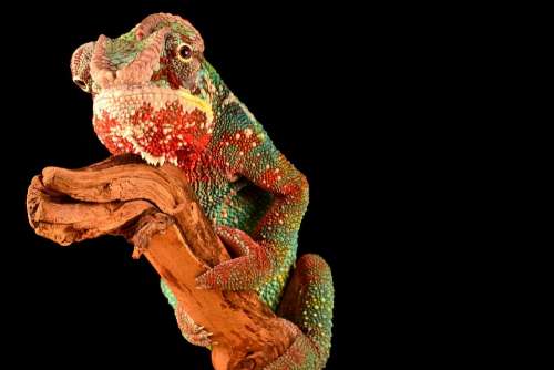 Animal Reptile Chameleon Lizard Colorful