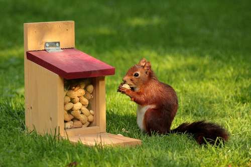 Animal Squirrel Sciurus Bird Meal Peanuts