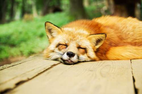 Animal Fox Cute Sleeping Sleep Resting Relaxed