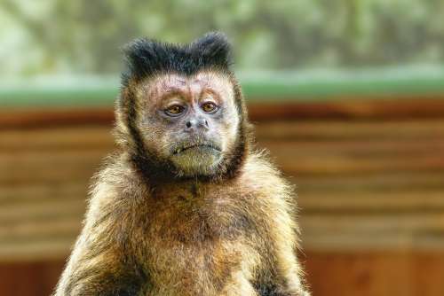 Animal World Monkey Animal Portrait Mammal Primate