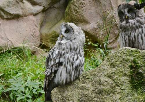 Animal World Nature Bird Of Prey Owl