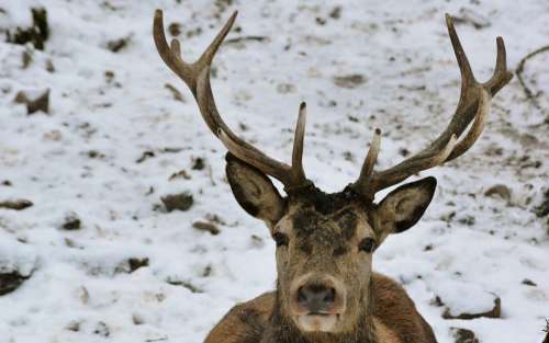 Animal World Hirsch Antler Snow Nature